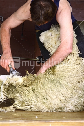 Sheep in the process of being shorn
