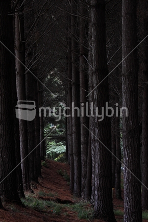 Dark pathway through towering trees