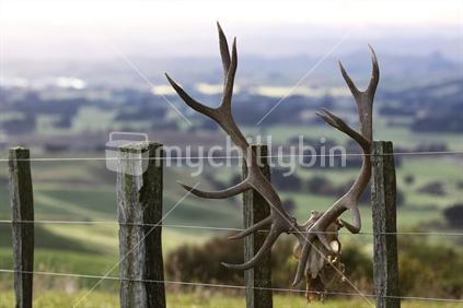 Deer head skeleton and antlers hanging on a fence, in New Zealand.