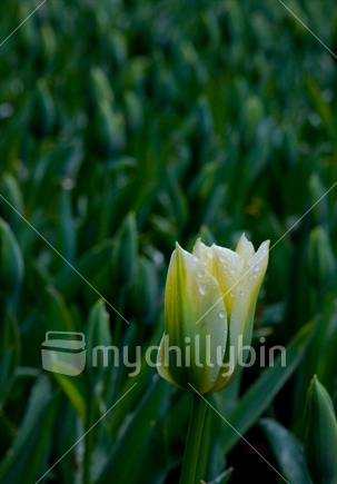 White tulip just opened in a sea of green leaves