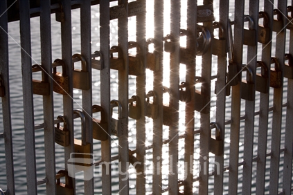 Padlocks locked to a fence, gleaming in the sunlight