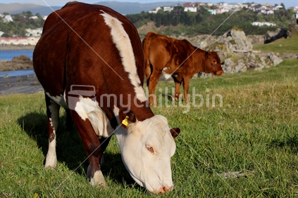 Grazing cow in paddock by the sea