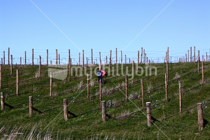 Worker in vineyard, Marlborough, New Zealand