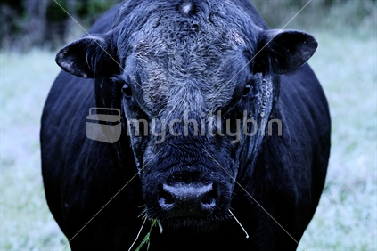 Large bull glaring directly at the camera