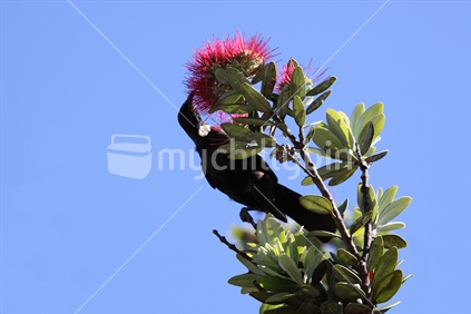 Tui eating nectar from a Pohutukawa flower
