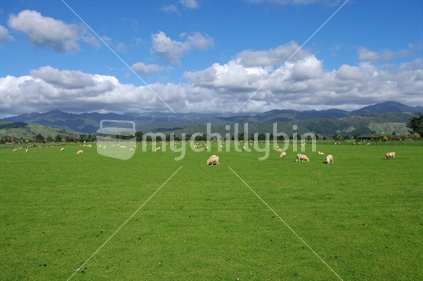 Aaaaah New Zealand; blue sky, puffy white clouds, sheep grazing in the paddock