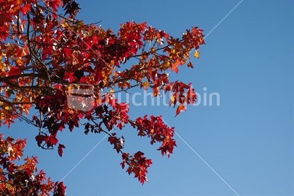Fall Maple leaves set against deep blue sky