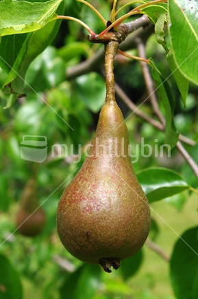 Luscious pear ready for picking