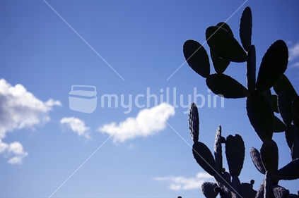 Backlit Cactus