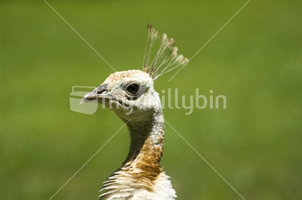 Peacock Hen Head