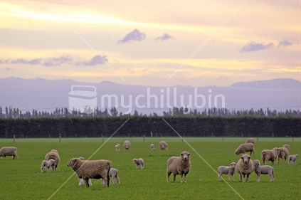 Sheep on the Canterbury Plains at sunset, New Zealand