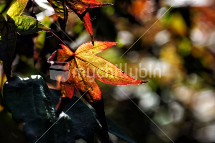 Autumn Leaves - Rotorua 2021