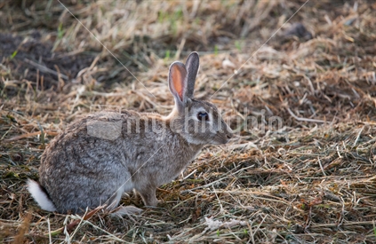 A wild hare in a dry Manawatu paddock