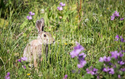 Wild hare in a Manawatu paddock