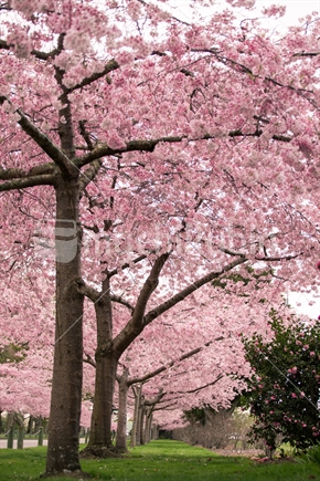 Cherry blossom trees line a path in the Victoria Esplanade, Palmerston North 