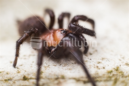Large tunnel web spider found in New Zealand