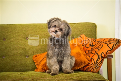 Small dog on kitch couch