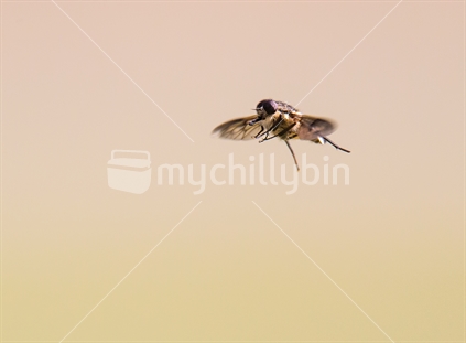 A wasp flying