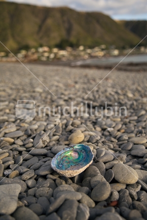 A paua shell on the beach with Ngawi village, in the background