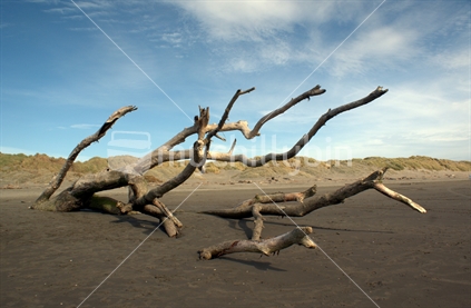 Dead tree at the seashore