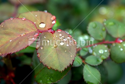raindrops on rose leaves