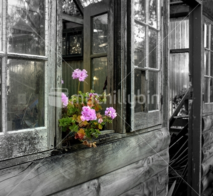 pink geraniums in the window of an old orchid house