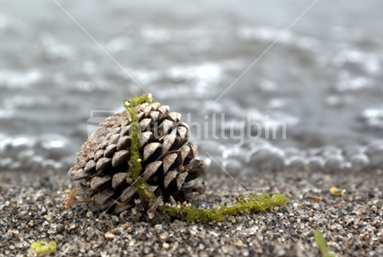 Pinecone on the Shore of Lake Taupo, New Zealand