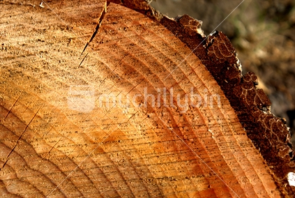 Part of a cut tree stump (close up)   