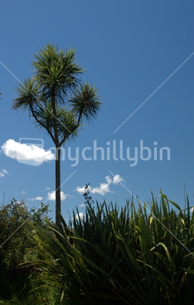 New Zealand cabbage tree with flax.