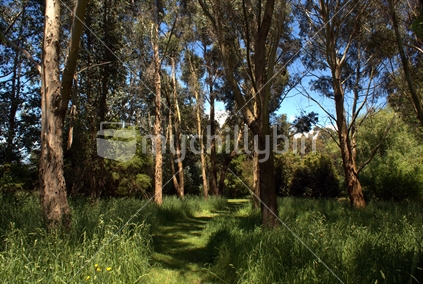Grass path through the trees,