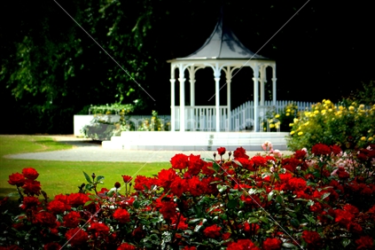 Romantic red roses (gazebo in background), The Esplanade, Palmerston North