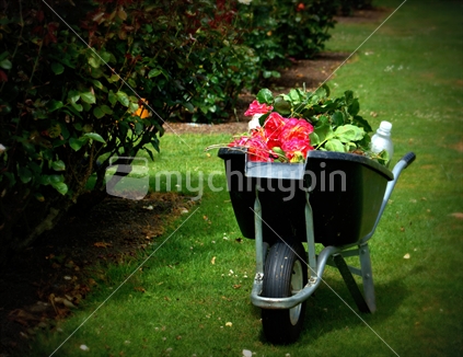 wheelbarrow of rose garden prunings