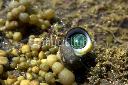 Cats eye sealing off a snail shell; New Zealand rock pools.