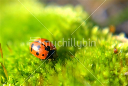 Macro image of a ladybug sitting on a patch of moss