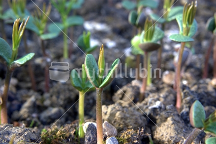 Lupin seedlings