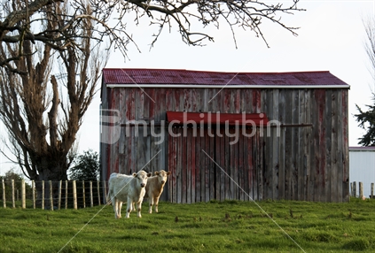 Cattle in front of an old farm shed in the Manawatu, New Zealand.