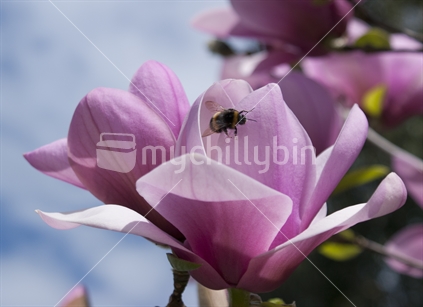 Magnolia bloom being visited by a honey bee. 