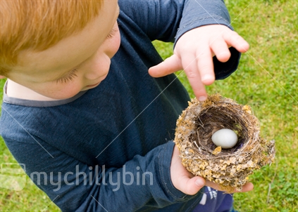 A young New Zealand boy finds a birds nest and egg. 