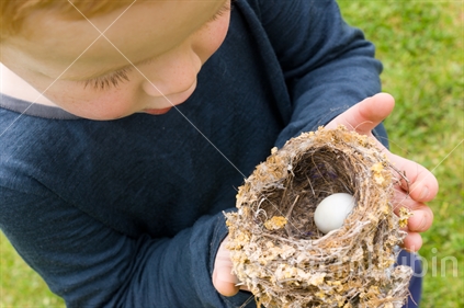 A young New Zealand boy - finds a birds nest and egg. 