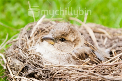 A sparrow, snug in it's nest.