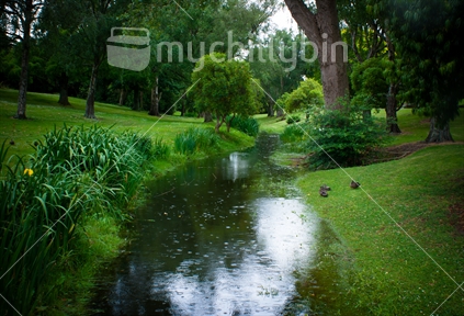 Awatea stream, tucked in the heart of Palmerston North. 