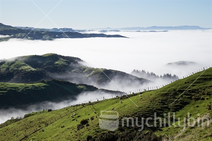 Thick fog covers a farm in rural New Zealand