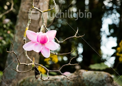 Single pink magnolia flower