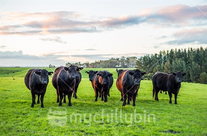 A group of 5 steers (and supporters) at dusk