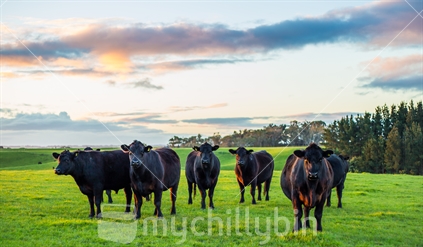 A group of steers at dusk