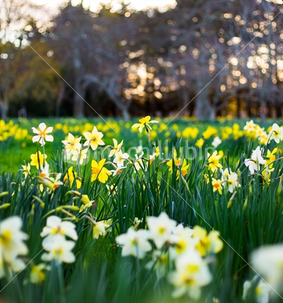 A field of spring daffodils (limited depth of field)
