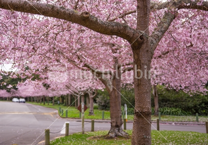 Cherry Blossoms in bloom in Palmerston North