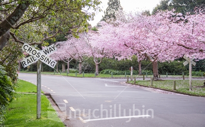 Cherry Blossoms in the Palmerston North Victoria Esplanade