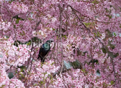 A native Tui sits in a cherry blossom tree