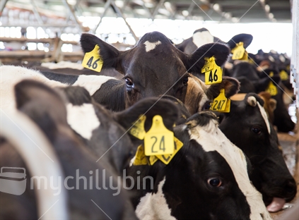 Cows lined up in the milking shed